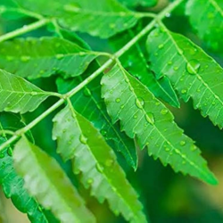 Ingredient Image