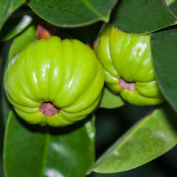 Ingredient Image
